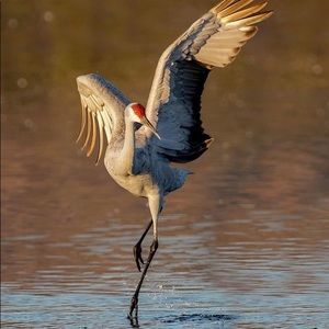 Meet your Posher, Robert